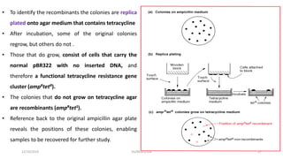 12/10/2019 DS/RKMV/MB 27
• To identify the recombinants the colonies are replica
plated onto agar medium that contains tetracycline
• After incubation, some of the original colonies
regrow, but others do not .
• Those that do grow, consist of cells that carry the
normal pBR322 with no inserted DNA, and
therefore a functional tetracycline resistance gene
cluster (ampRtetR).
• The colonies that do not grow on tetracycline agar
are recombinants (ampRtetS).
• Reference back to the original ampicillin agar plate
reveals the positions of these colonies, enabling
samples to be recovered for further study.
 