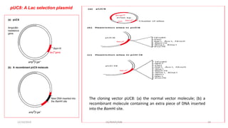 pUC8: A Lac selection plasmid
12/10/2019 DS/RKMV/MB 29
The cloning vector pUC8: (a) the normal vector molecule; (b) a
recombinant molecule containing an extra piece of DNA inserted
into the BamHI site.
 