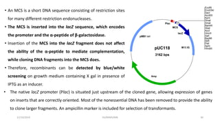 • An MCS is a short DNA sequence consisting of restriction sites
for many different restriction endonucleases.
• The MCS is inserted into the lacZ sequence, which encodes
the promoter and the α-peptide of β-galactosidase.
• Insertion of the MCS into the lacZ fragment does not affect
the ability of the α-peptide to mediate complementation,
while cloning DNA fragments into the MCS does.
• Therefore, recombinants can be detected by blue/white
screening on growth medium containing X gal in presence of
IPTG as an inducer.
12/10/2019 DS/RKMV/MB 30
• The native lacZ promoter (Plac) is situated just upstream of the cloned gene, allowing expression of genes
on inserts that are correctly oriented. Most of the nonessential DNA has been removed to provide the ability
to clone larger fragments. An ampicillin marker is included for selection of transformants.
 