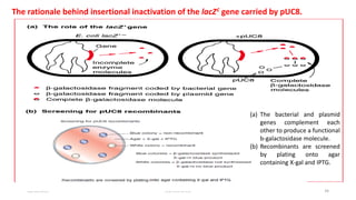 The rationale behind insertional inactivation of the lacZ¢ gene carried by pUC8.
12/10/2019 DS/RKMV/MB 34
(a) The bacterial and plasmid
genes complement each
other to produce a functional
b-galactosidase molecule.
(b) Recombinants are screened
by plating onto agar
containing X-gal and IPTG.
 