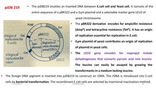 pJDB 219
• The pBR322 derivative encodes for ampicillin resistance
(AmpR) and tetracycline resistance (TetR). It has an origin
of replication essential for replication in E.coli.
• 2ųm plasmid of yeast contributes an origin of replication
of plasmid in yeast cells.
• The LEU2 gene encodes for isopropyl malate
dehydrogenase that converts pyruvic acid into leucine.
The leucine can easily be assayed by growing the
transformants in a medium lacking leucine.
• The foreign DNA segment is inserted into pJDB219 to construct an rDNA. The rDNA is introduced into E.coli
cells by bacterial transformation. The recombinant E.coli cells are selected by insertional inactivation method.
12/10/2019 DS/RKMV/MB 36
• The pJDB219 shuttles an inserted DNA between E.coli cell and Yeast cell. It consists of the
entire sequence of a pBR322 and a 2ųm plasmid and a selectable marker gene LEU2 of
yeast chromosome.
 