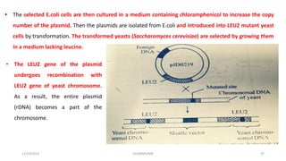 • The selected E.coli cells are then cultured in a medium containing chloramphenicol to increase the copy
number of the plasmid. Then the plasmids are isolated from E.coli and introduced into LEU2 mutant yeast
cells by transformation. The transformed yeasts (Saccharomyces cerevisiae) are selected by growing them
in a medium lacking leucine.
• The LEU2 gene of the plasmid
undergoes recombination with
LEU2 gene of yeast chromosome.
As a result, the entire plasmid
(rDNA) becomes a part of the
chromosome.
12/10/2019 DS/RKMV/MB 37
 