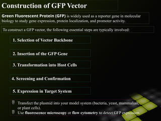 Gfp Model plasmid, green flourescence protein.pptx