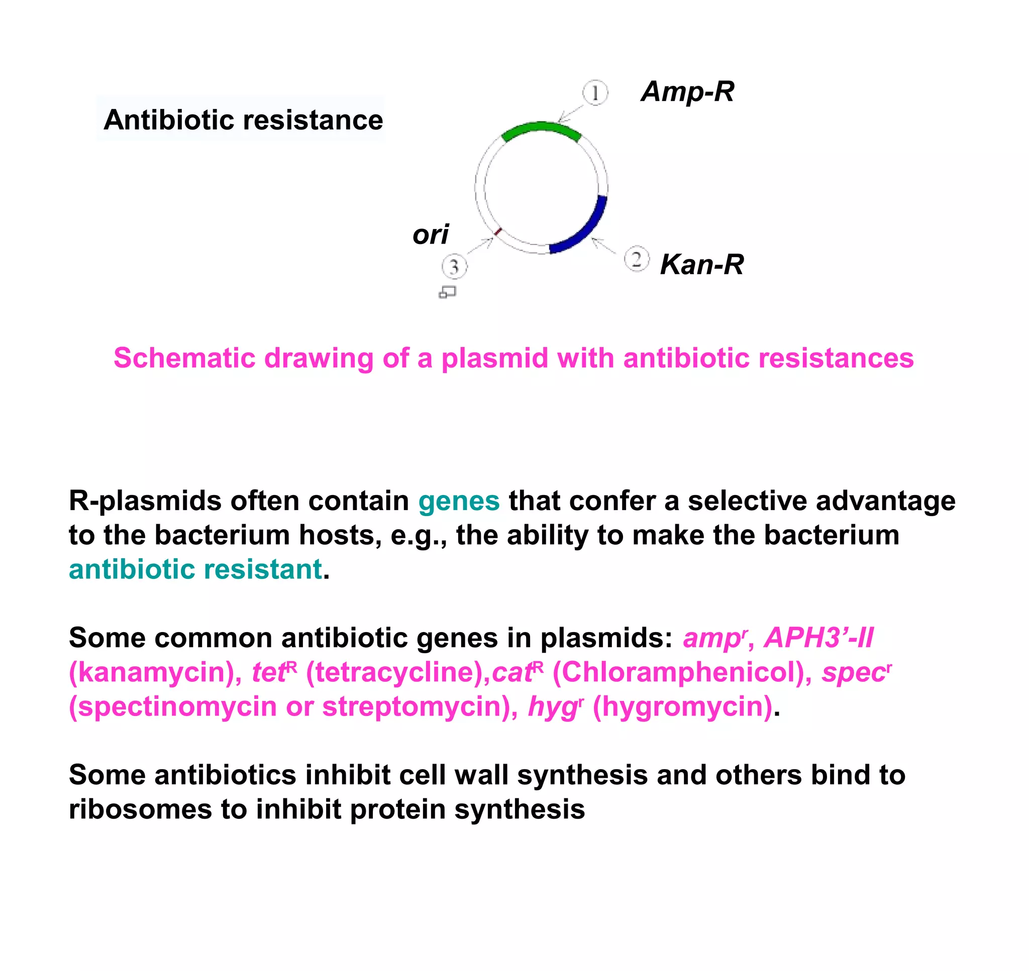 Antibiotic resistance 
ori 
Amp-R 
Kan-R 
Schematic drawing of a plasmid with antibiotic resistances 
R-plasmids often contain genes that confer a selective advantage 
to the bacterium hosts, e.g., the ability to make the bacterium 
antibiotic resistant. 
Some common antibiotic genes in plasmids: ampr, APH3’-II 
(kanamycin), tetR (tetracycline),catR (Chloramphenicol), specr 
(spectinomycin or streptomycin), hygr (hygromycin). 
Some antibiotics inhibit cell wall synthesis and others bind to 
ribosomes to inhibit protein synthesis 
 