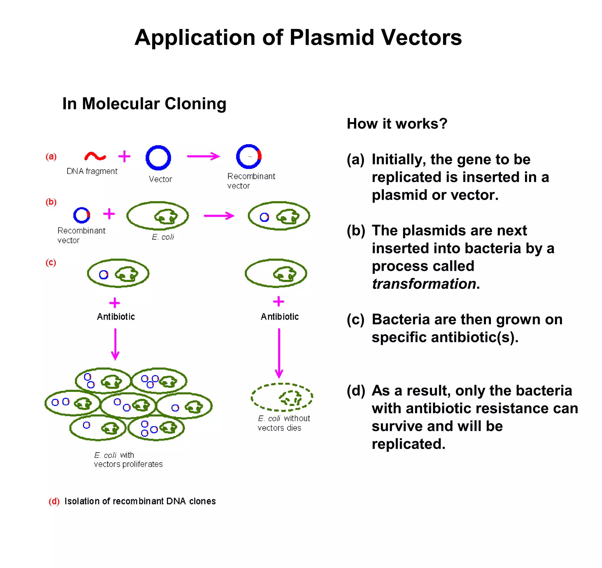 Application of Plasmid Vectors 
How it works? 
(a) Initially, the gene to be 
replicated is inserted in a 
plasmid or vector. 
(b) The plasmids are next 
inserted into bacteria by a 
process called 
transformation. 
(c) Bacteria are then grown on 
specific antibiotic(s). 
(d) As a result, only the bacteria 
with antibiotic resistance can 
survive and will be 
replicated. 
In Molecular Cloning 
 