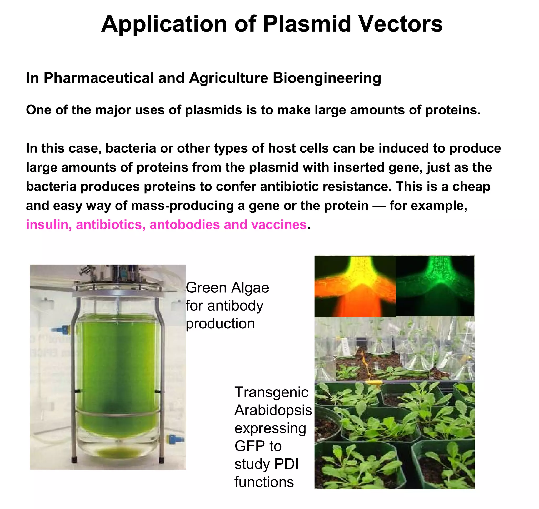 Application of Plasmid Vectors 
In Pharmaceutical and Agriculture Bioengineering 
One of the major uses of plasmids is to make large amounts of proteins. 
In this case, bacteria or other types of host cells can be induced to produce 
large amounts of proteins from the plasmid with inserted gene, just as the 
bacteria produces proteins to confer antibiotic resistance. This is a cheap 
and easy way of mass-producing a gene or the protein — for example, 
insulin, antibiotics, antobodies and vaccines. 
Green Algae 
for antibody 
production 
Transgenic 
Arabidopsis 
expressing 
GFP to 
study PDI 
functions 
 