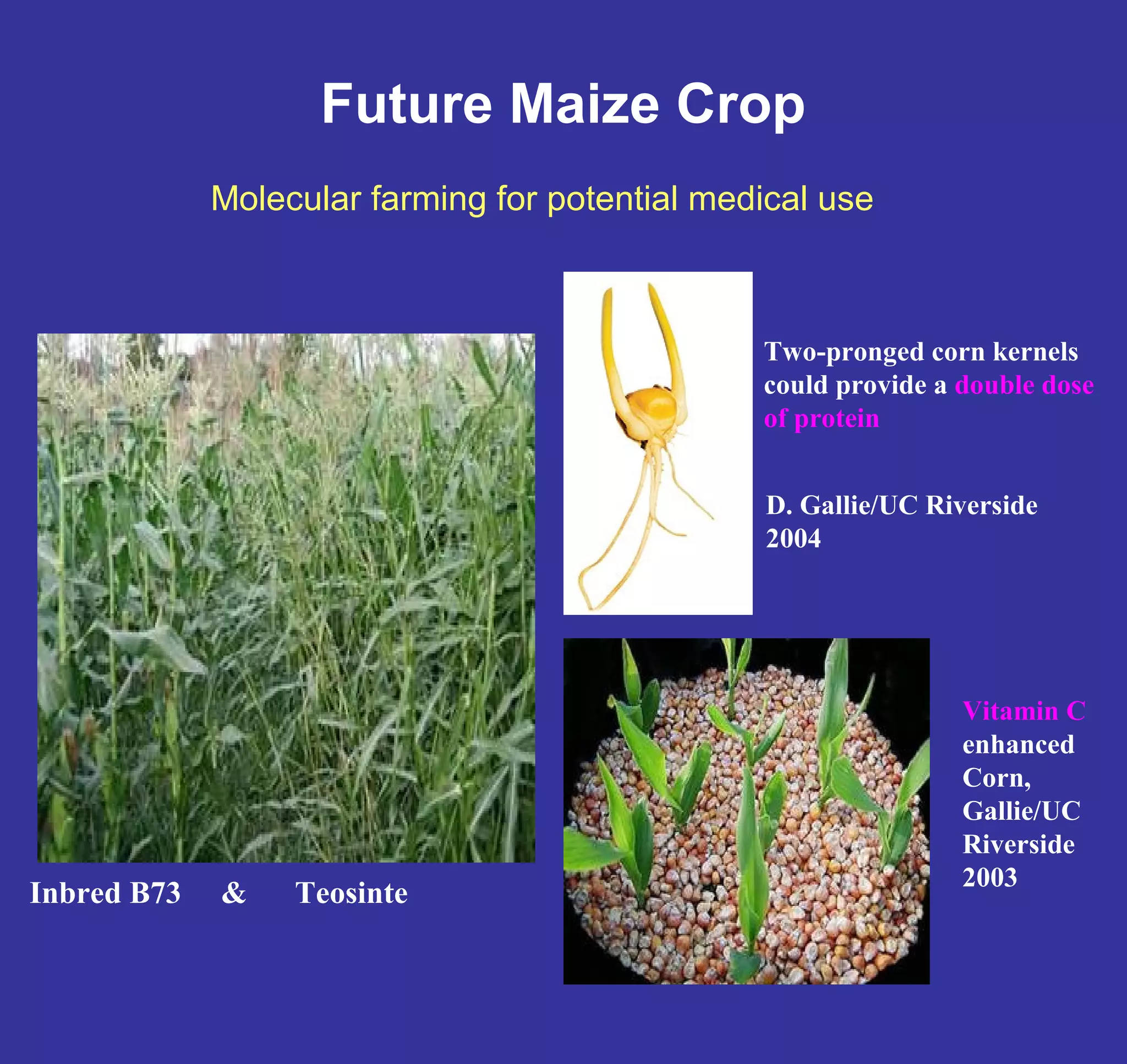Future Maize Crop 
Two-pronged corn kernels 
could provide a double dose 
of protein 
D. Gallie/UC Riverside 
2004 
Inbred B73 & Teosinte 
Vitamin C 
enhanced 
Corn, 
Gallie/UC 
Riverside 
2003 
Molecular farming for potential medical use 
 