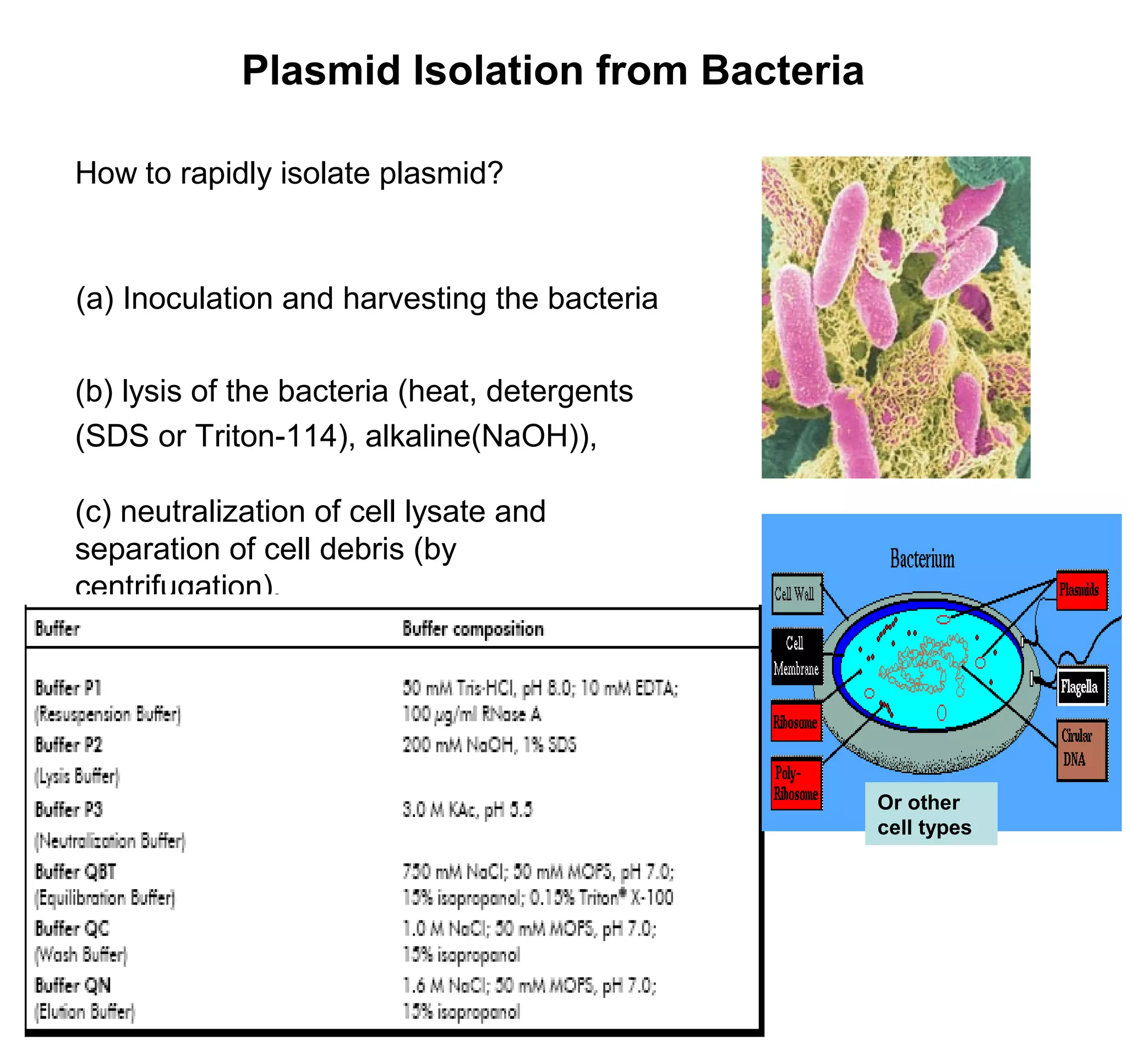 Plasmid Isolation from Bacteria 
How to rapidly isolate plasmid? 
(a) Inoculation and harvesting the bacteria 
(b) lysis of the bacteria (heat, detergents 
(SDS or Triton-114), alkaline(NaOH)), 
(c) neutralization of cell lysate and 
separation of cell debris (by 
centrifugation), 
Or other 
cell types 
 