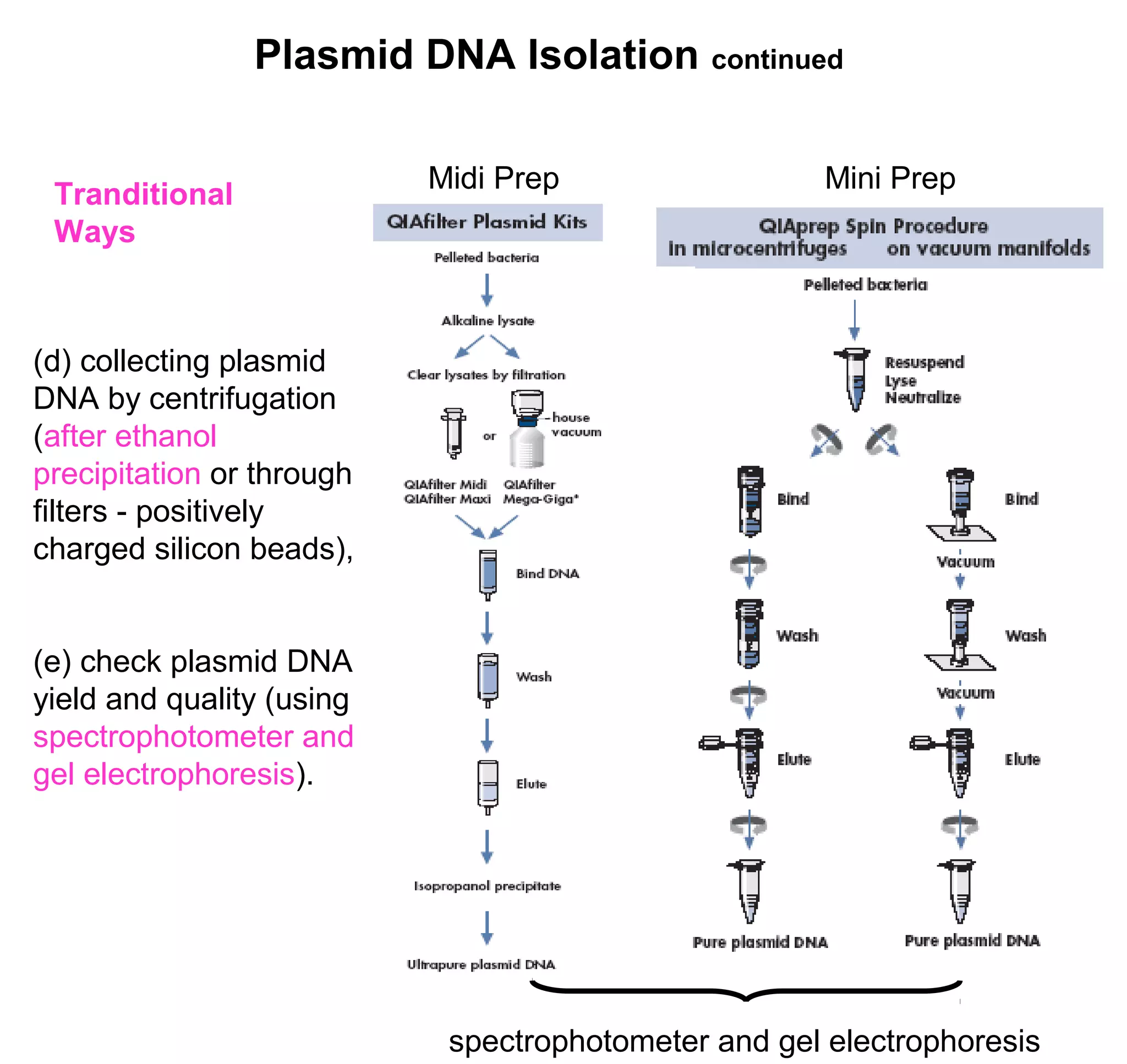 Plasmid DNA Isolation continued 
Tranditional Midi Prep Mini Prep 
Ways 
(d) collecting plasmid 
DNA by centrifugation 
(after ethanol 
precipitation or through 
filters - positively 
charged silicon beads), 
(e) check plasmid DNA 
yield and quality (using 
spectrophotometer and 
gel electrophoresis). 
spectrophotometer and gel electrophoresis 
 