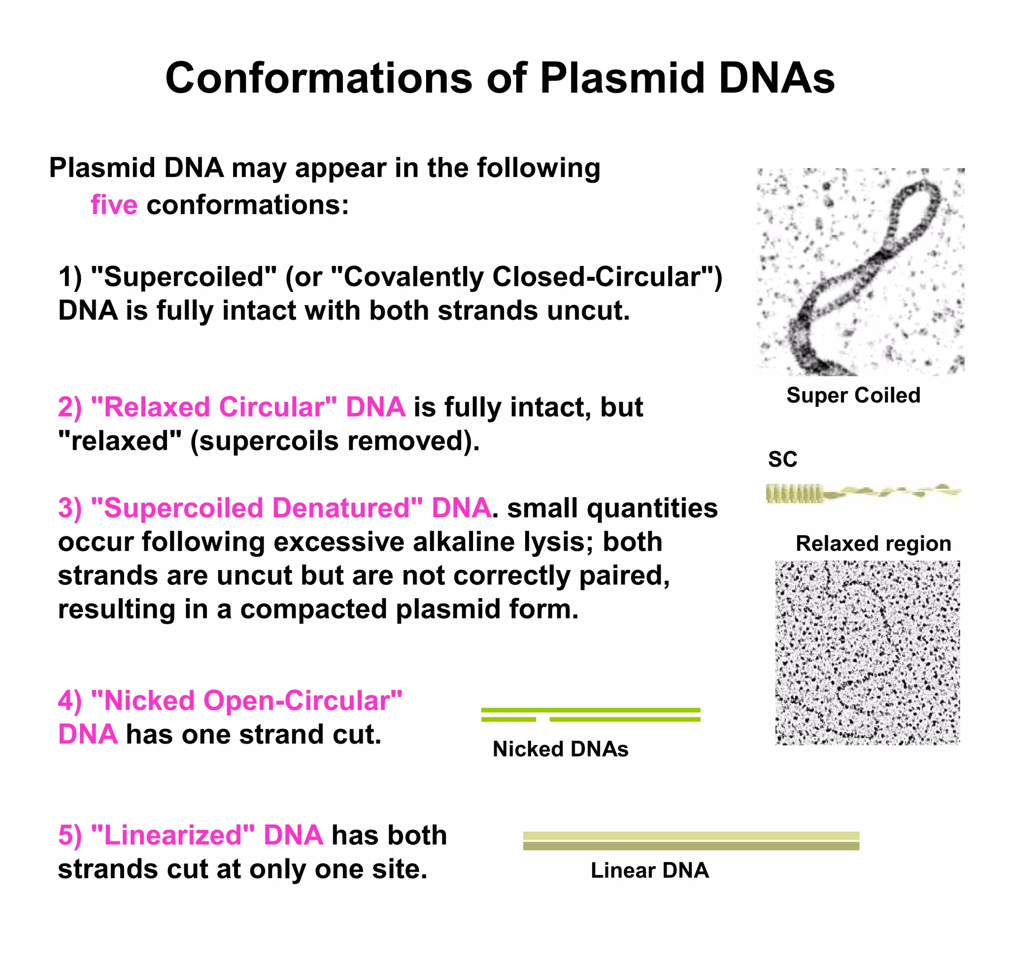 Conformations of Plasmid DNAs 
Plasmid DNA may appear in the following 
five conformations: 
Super Coiled 
1) "Supercoiled" (or "Covalently Closed-Circular") 
DNA is fully intact with both strands uncut. 
2) "Relaxed Circular" DNA is fully intact, but 
"relaxed" (supercoils removed). 
3) "Supercoiled Denatured" DNA. small quantities 
occur following excessive alkaline lysis; both 
strands are uncut but are not correctly paired, 
resulting in a compacted plasmid form. 
Linear DNA 
SC 
Relaxed region 
Nicked DNAs 
4) "Nicked Open-Circular" 
DNA has one strand cut. 
5) "Linearized" DNA has both 
strands cut at only one site. 
 