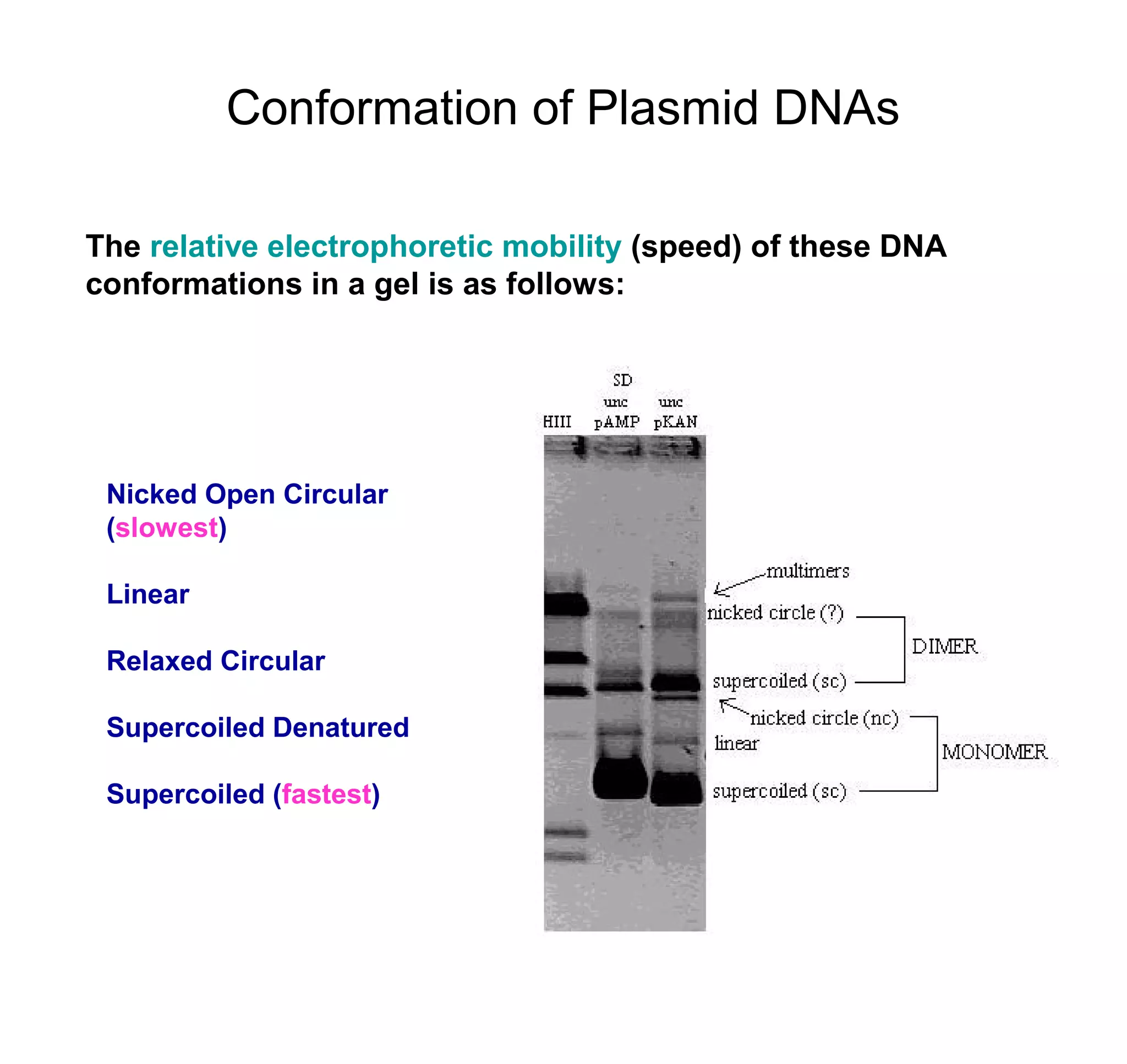 Conformation of Plasmid DNAs 
The relative electrophoretic mobility (speed) of these DNA 
conformations in a gel is as follows: 
Nicked Open Circular 
(slowest) 
Linear 
Relaxed Circular 
Supercoiled Denatured 
Supercoiled (fastest) 
 