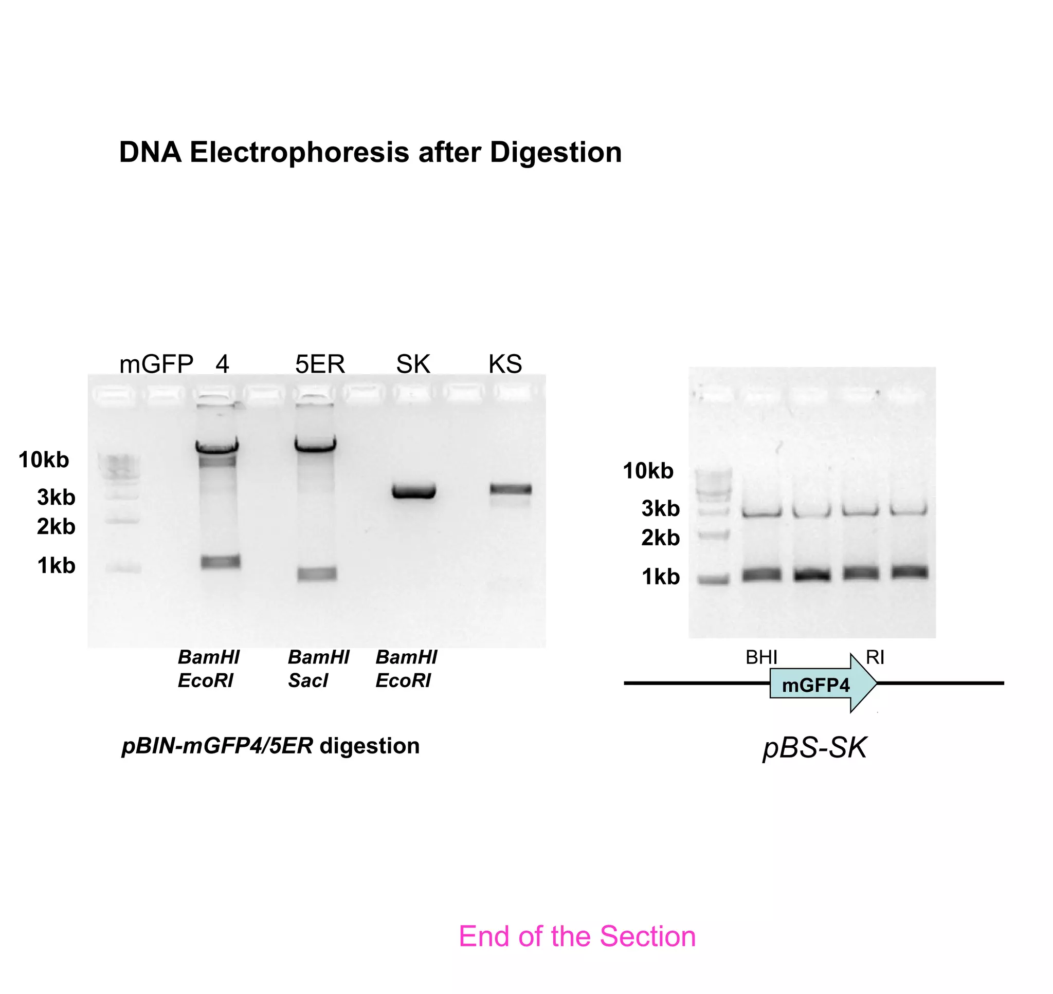 BHI RI 
mGFP4 
DNA Electrophoresis after Digestion 
mGFP 4 5ER SK KS 
BamHI 
EcoRI 
BamHI 
SacI 
BamHI 
EcoRI 
10kb 
3kb 
2kb 
1kb 
pBIN-mGFP4/5ER digestion pBS-SK 
10kb 
3kb 
2kb 
1kb 
End of the Section 
