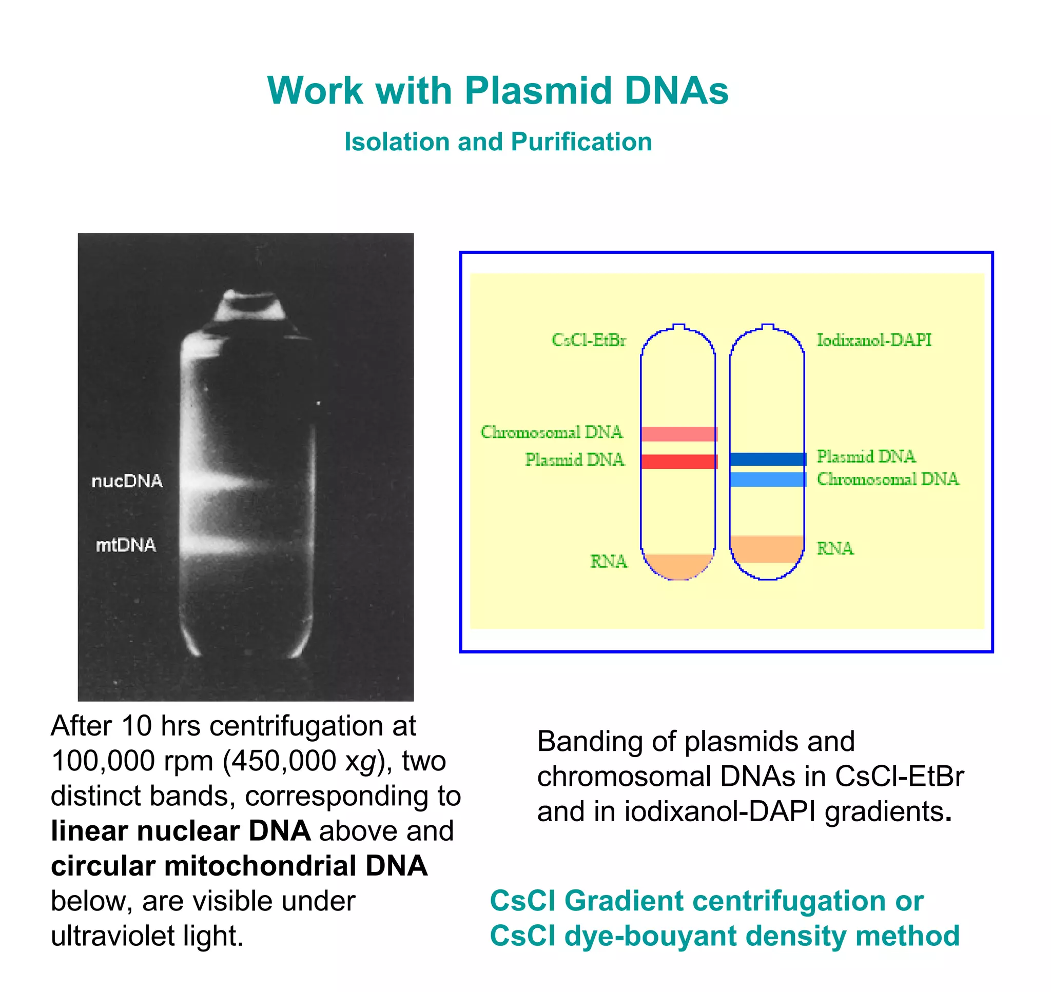 Work with Plasmid DNAs 
Isolation and Purification 
After 10 hrs centrifugation at 
100,000 rpm (450,000 xg), two 
distinct bands, corresponding to 
linear nuclear DNA above and 
circular mitochondrial DNA 
below, are visible under 
ultraviolet light. 
Banding of plasmids and 
chromosomal DNAs in CsCl-EtBr 
and in iodixanol-DAPI gradients. 
CsCl Gradient centrifugation or 
CsCl dye-bouyant density method 
 
