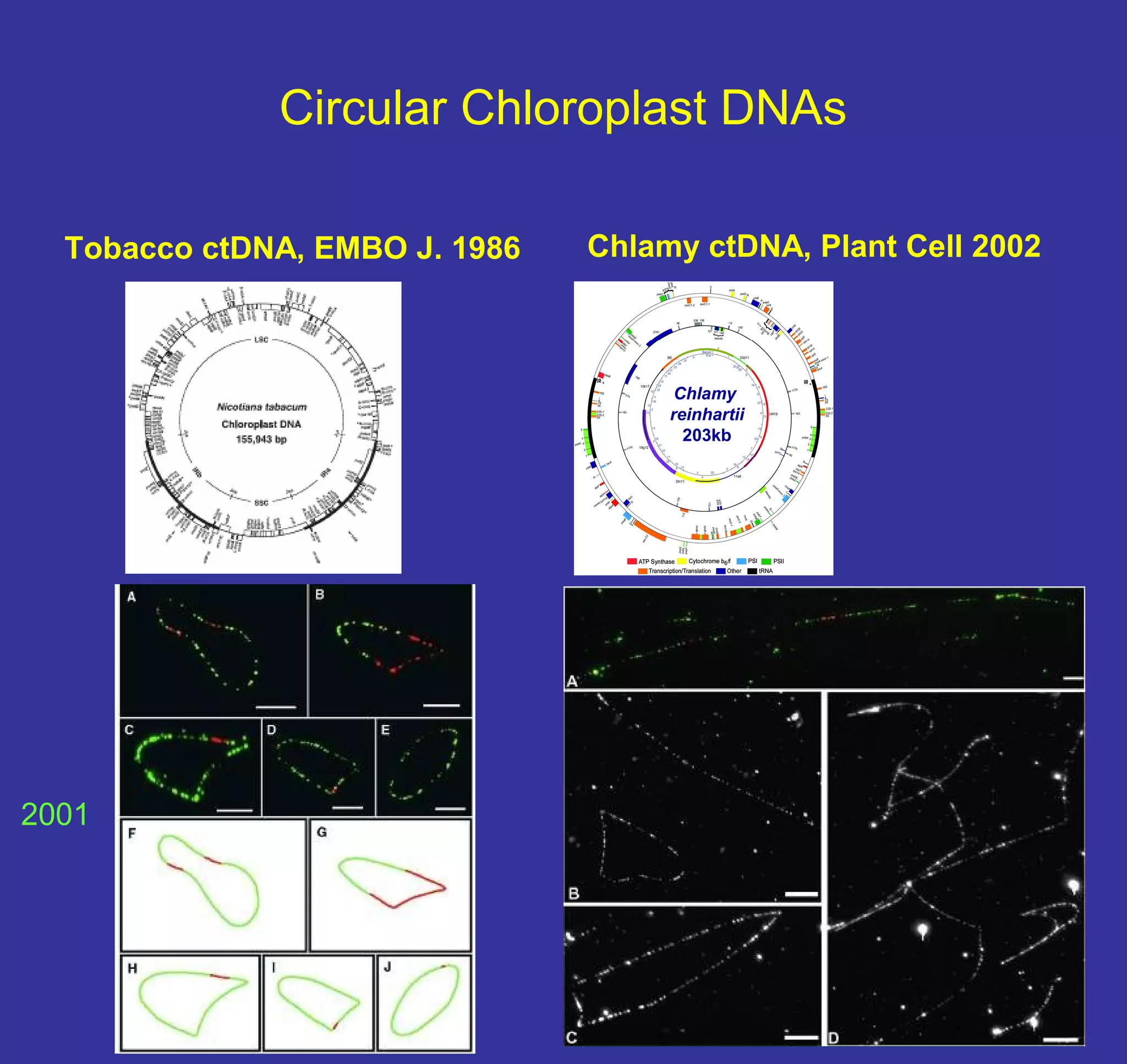 Circular Chloroplast DNAs 
Tobacco ctDNA, EMBO J. 1986 Chlamy ctDNA, Plant Cell 2002 
Chlamy 
reinhartii 
203kb 
2001 
 