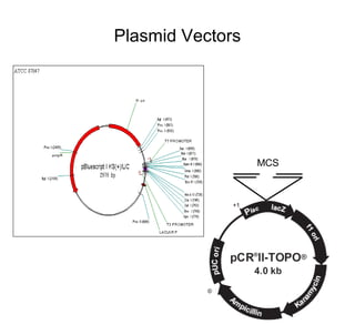 Plasmid isolation | PPT