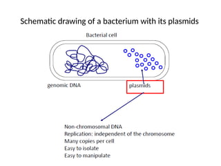 Bacterial Plasmid Isolation and Profiling.pptx