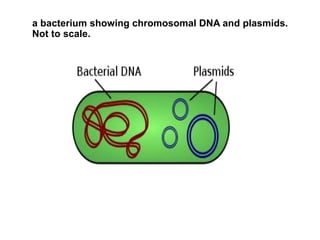 Plasmid & phage vector | PPTX