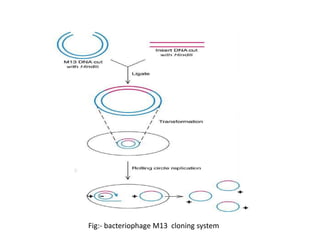 Plasmid & phage vector | PPTX