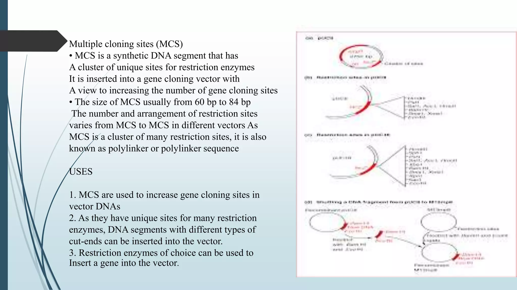 Multiple cloning sites (MCS)
• MCS is a synthetic DNA segment that has
A cluster of unique sites for restriction enzymes
It is inserted into a gene cloning vector with
A view to increasing the number of gene cloning sites
• The size of MCS usually from 60 bp to 84 bp
The number and arrangement of restriction sites
varies from MCS to MCS in different vectors As
MCS is a cluster of many restriction sites, it is also
known as polylinker or polylinker sequence
USES
1. MCS are used to increase gene cloning sites in
vector DNAs
2. As they have unique sites for many restriction
enzymes, DNA segments with different types of
cut-ends can be inserted into the vector.
3. Restriction enzymes of choice can be used to
Insert a gene into the vector.
 