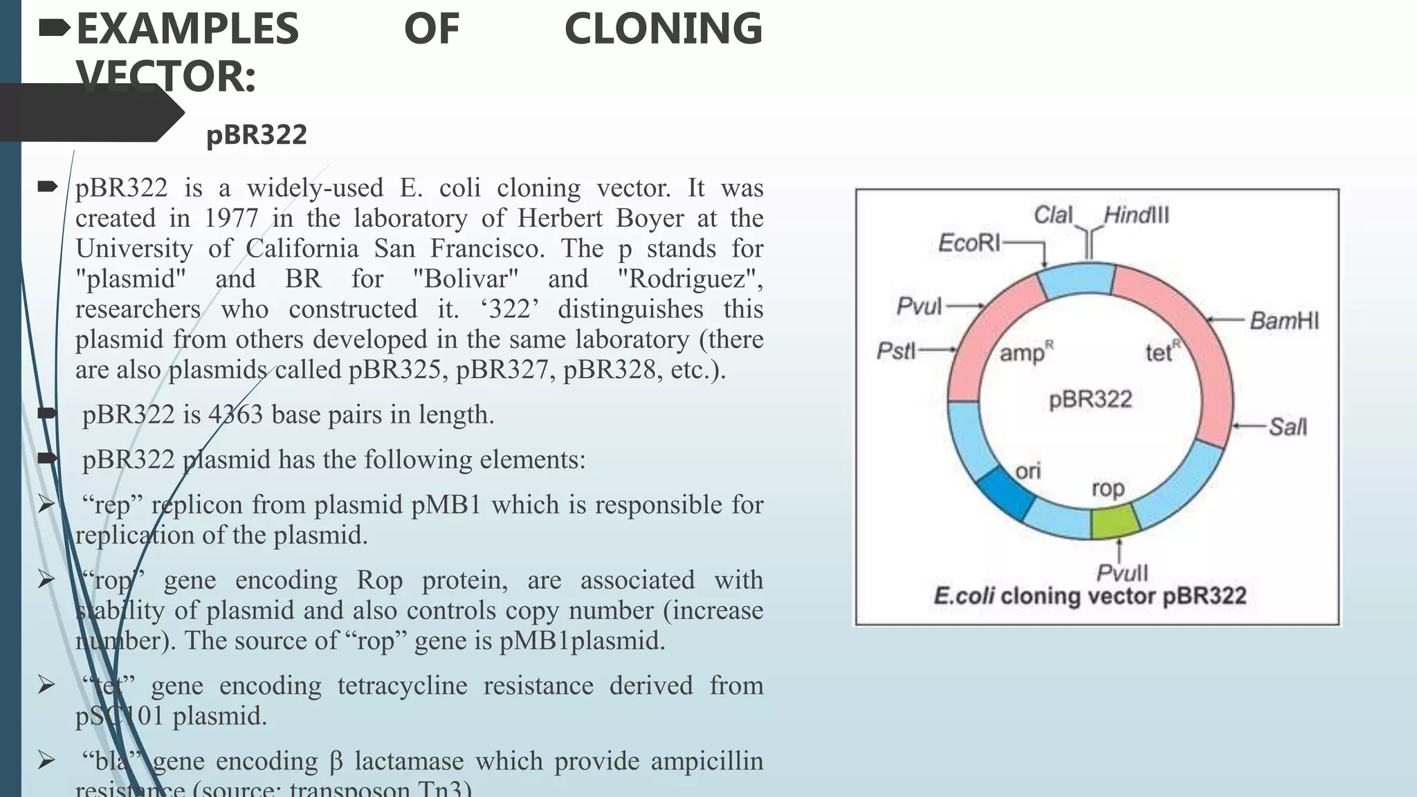 EXAMPLES OF CLONING
VECTOR:
pBR322
 pBR322 is a widely-used E. coli cloning vector. It was
created in 1977 in the laboratory of Herbert Boyer at the
University of California San Francisco. The p stands for
"plasmid" and BR for "Bolivar" and "Rodriguez",
researchers who constructed it. ‘322’ distinguishes this
plasmid from others developed in the same laboratory (there
are also plasmids called pBR325, pBR327, pBR328, etc.).
 pBR322 is 4363 base pairs in length.
 pBR322 plasmid has the following elements:
 “rep” replicon from plasmid pMB1 which is responsible for
replication of the plasmid.
 “rop” gene encoding Rop protein, are associated with
stability of plasmid and also controls copy number (increase
number). The source of “rop” gene is pMB1plasmid.
 “tet” gene encoding tetracycline resistance derived from
pSC101 plasmid.
 “bla” gene encoding β lactamase which provide ampicillin
 