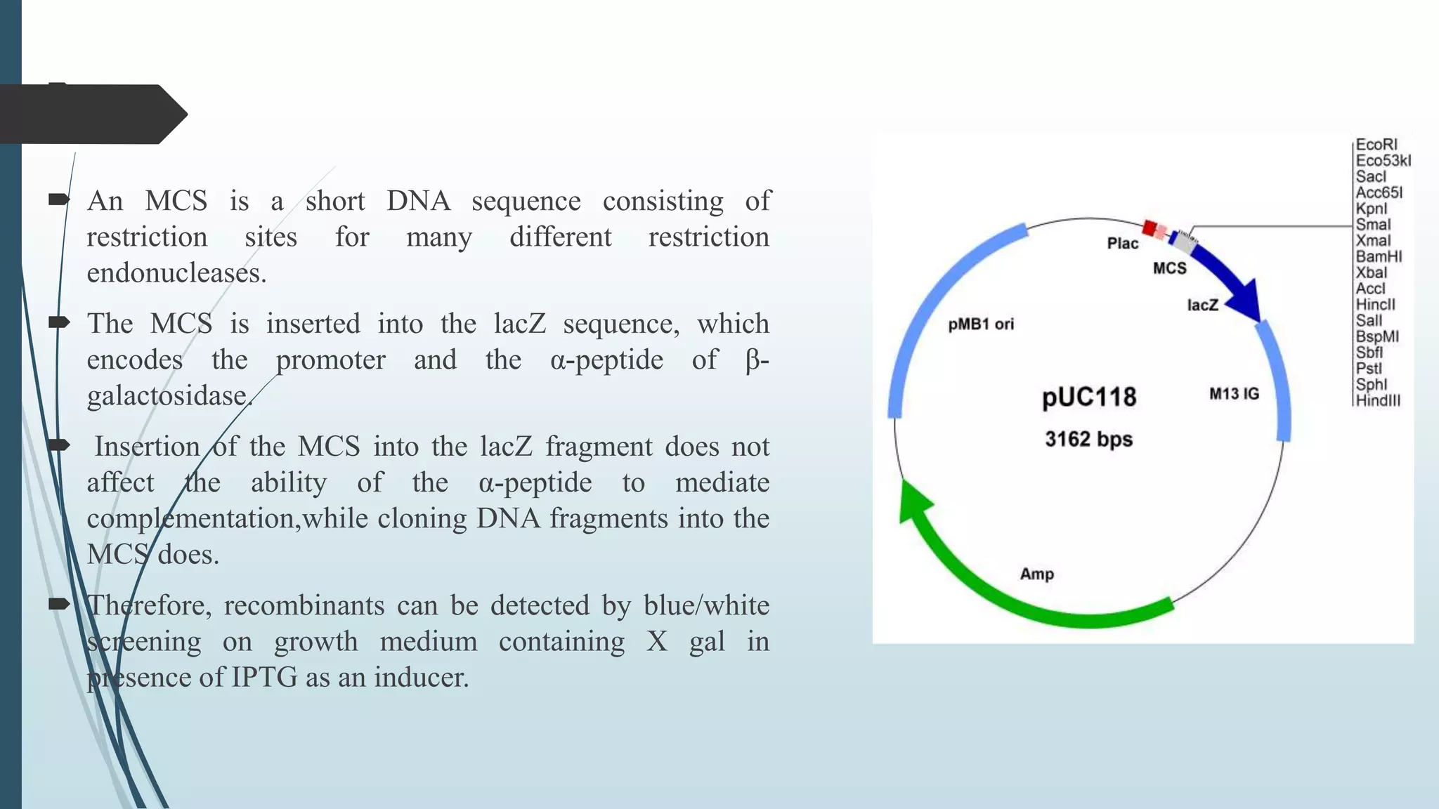
 An MCS is a short DNA sequence consisting of
restriction sites for many different restriction
endonucleases.
 The MCS is inserted into the lacZ sequence, which
encodes the promoter and the α-peptide of β-
galactosidase.
 Insertion of the MCS into the lacZ fragment does not
affect the ability of the α-peptide to mediate
complementation,while cloning DNA fragments into the
MCS does.
 Therefore, recombinants can be detected by blue/white
screening on growth medium containing X gal in
presence of IPTG as an inducer.
 