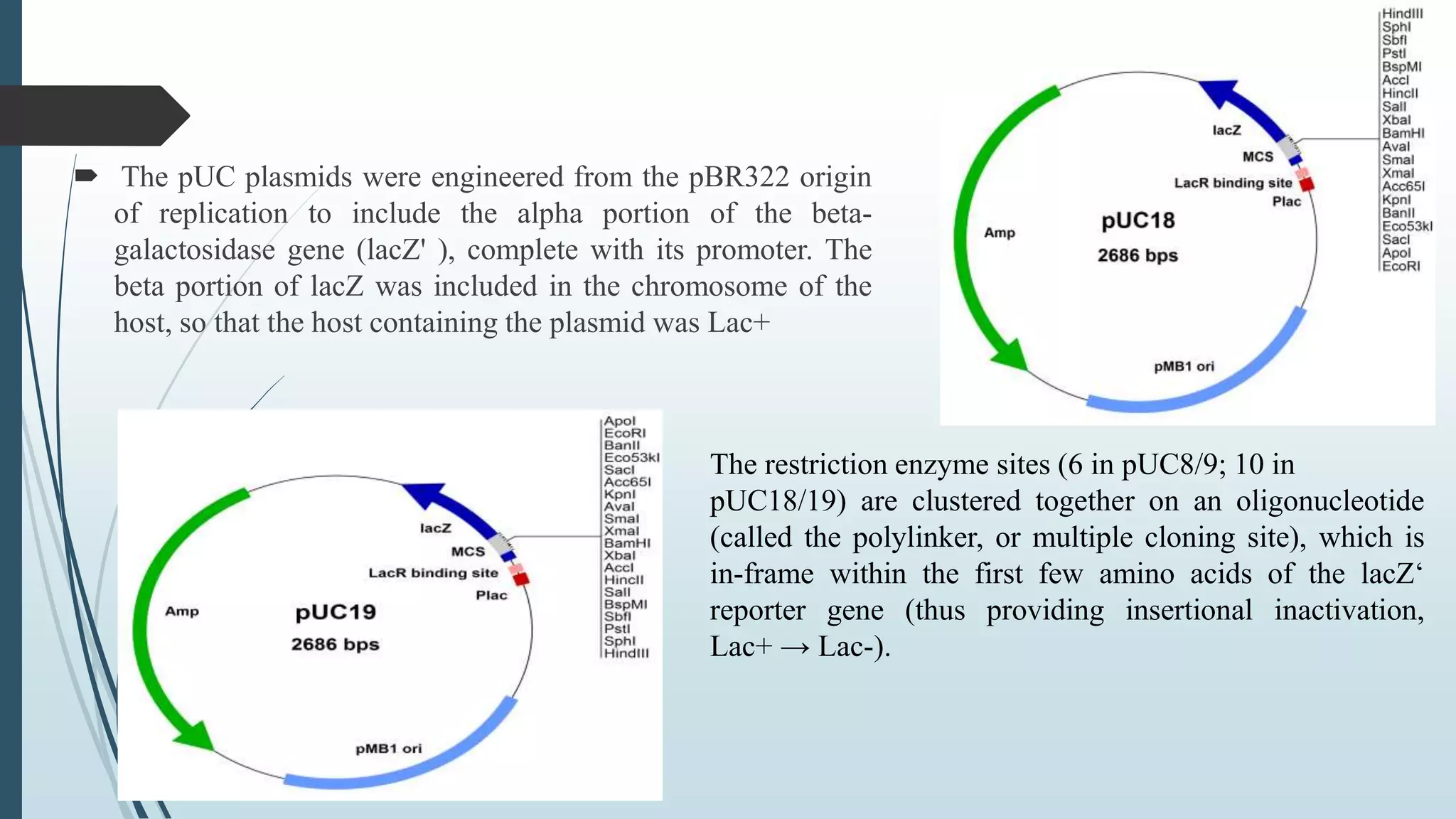  The pUC plasmids were engineered from the pBR322 origin
of replication to include the alpha portion of the beta-
galactosidase gene (lacZ' ), complete with its promoter. The
beta portion of lacZ was included in the chromosome of the
host, so that the host containing the plasmid was Lac+
The restriction enzyme sites (6 in pUC8/9; 10 in
pUC18/19) are clustered together on an oligonucleotide
(called the polylinker, or multiple cloning site), which is
in-frame within the first few amino acids of the lacZ‘
reporter gene (thus providing insertional inactivation,
Lac+ → Lac-).
 