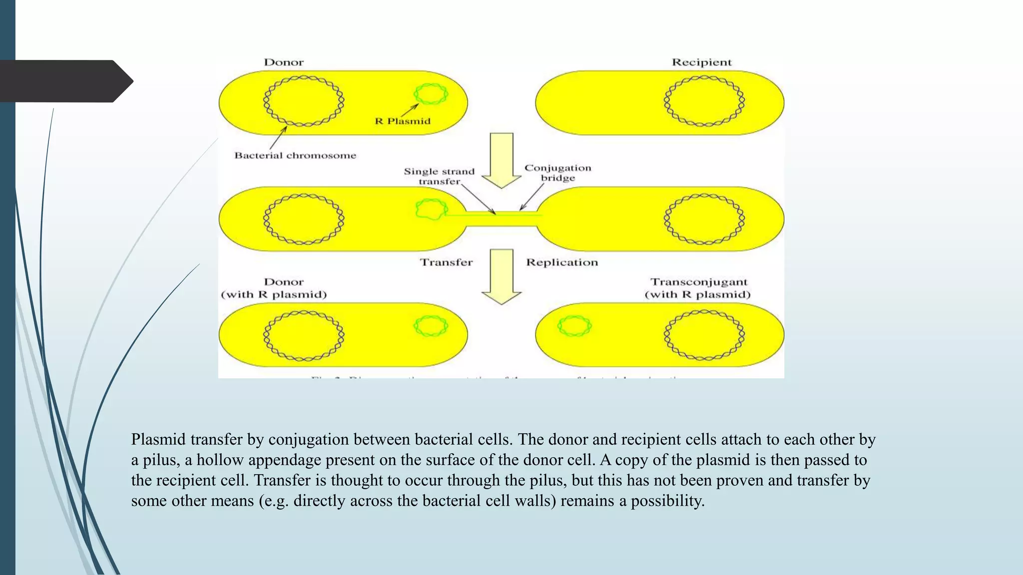 Plasmid transfer by conjugation between bacterial cells. The donor and recipient cells attach to each other by
a pilus, a hollow appendage present on the surface of the donor cell. A copy of the plasmid is then passed to
the recipient cell. Transfer is thought to occur through the pilus, but this has not been proven and transfer by
some other means (e.g. directly across the bacterial cell walls) remains a possibility.
 