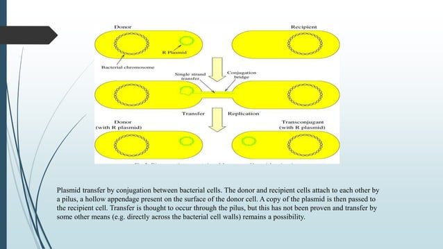 PLASMIDS AND VECTORS | PPTX