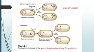 PLASMIDS AND VECTORS | PPTX
