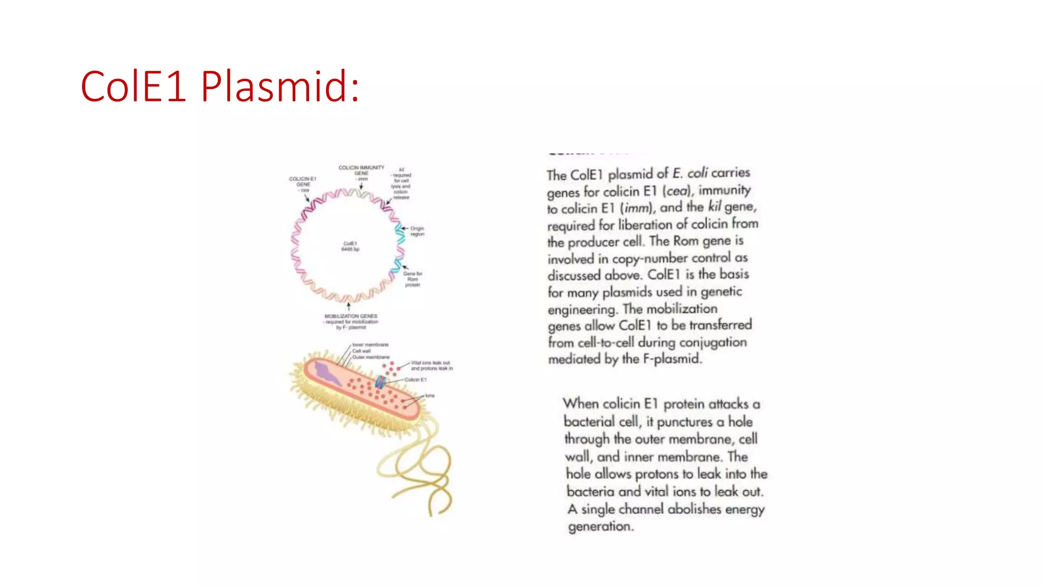 Plasmid ppt.pptx