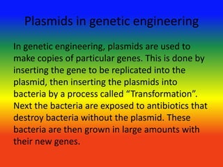 Plasmids in genetic engineering
In genetic engineering, plasmids are used to
make copies of particular genes. This is done by
inserting the gene to be replicated into the
plasmid, then inserting the plasmids into
bacteria by a process called “Transformation”.
Next the bacteria are exposed to antibiotics that
destroy bacteria without the plasmid. These
bacteria are then grown in large amounts with
their new genes.
 
