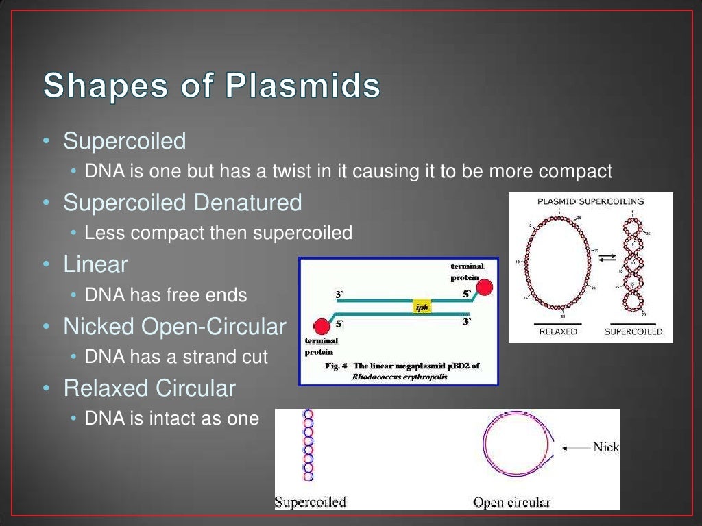 plasmids