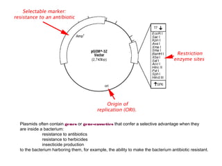 Plasmids often contain genes or gene-cassettes that confer a selective advantage when they
are inside a bacterium:
            resistance to antibiotics
            resistance to herbicides
            insecticide production
to the bacterium harboring them, for example, the ability to make the bacterium antibiotic resistant.
 