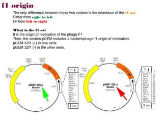 f1 origin
   The only difference between these two vectors is the orientaion of the f1 ori
   Either from right to left
   Or from left to right

   What is the f1 ori
   It is the origin of replication of the phage F1
   Then, the vectors pGEM includes a bacteriophage f1 origin of replication:
   pGEM 3Zf1 (+) in one sens
   pGEM 3Zf1 (-) in the other sens.
 