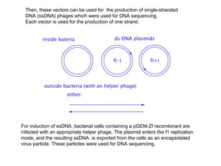 Then, these vectors can be used for the production of single-stranded
  DNA (ssDNA) phages which were used for DNA sequencing.
  Each vector is used for the production of one strand.




For induction of ssDNA, bacterial cells containing a pGEM-Zf recombinant are
infected with an appropriate helper phage. The plasmid enters the f1 replication
mode, and the resulting ssDNA is exported from the cells as an encapsidated
virus particle. These particles were used for DNA sequencing.
 