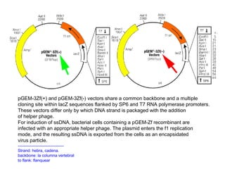 pGEM-3Zf(+) and pGEM-3Zf(-) vectors share a common backbone and a multiple
cloning site within lacZ sequences flanked by SP6 and T7 RNA polymerase promoters.
These vectors differ only by which DNA strand is packaged with the addition
of helper phage.
For induction of ssDNA, bacterial cells containing a pGEM-Zf recombinant are
infected with an appropriate helper phage. The plasmid enters the f1 replication
mode, and the resulting ssDNA is exported from the cells as an encapsidated
virus particle.
----------------------------------
Strand: hebra, cadena.
backbone: la columna vertebral
to flank: flanquear
 