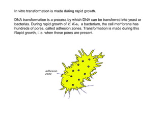 In vitro transformation is made during rapid growth.

DNA transformation is a process by which DNA can be transferred into yeast or
bacterias. During rapid growth of E. Coli, a bacterium, the cell membrane has
hundreds of pores, called adhesion zones. Transformation is made during this
Rapid growth, i. e. when these pores are present.
 