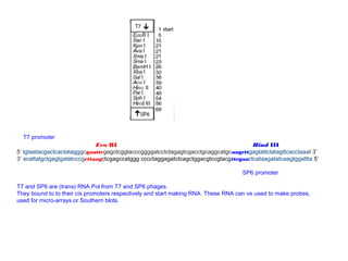 T7 promoter
                              Eco RI                                                  Hind III
5’ tgtaatacgactcactatagggcgaattcgagctcggtacccggggatcctctagagtcgacctgcaggcatgcaagcttgagtattctatagttcacctaaat 3’
3’ acattatgctgagtgatatcccgcttaagctcgagccatggg cccctaggagatctcagctggacgtccgtacgttcgaactcataagatatcaagtggattta 5’

                                                                                   SP6 promoter

T7 and SP6 are (trans) RNA Pol from T7 and SP6 phages.
They bound to to their cis promoters respectively and start making RNA. These RNA can ve used to make probes,
used for micro-arrays or Southern blots.
 