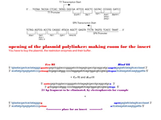 opening of the plasmid polylinker: making room for the insert
You have to buy the plasmid, the restriction enzymes and their buffer.




                              Eco RI                                                  Hind III
5’ tgtaatacgactcactatagggcgaattcgagctcggtacccggggatcctctagagtcgacctgcaggcatgcaagcttgagtattctatagttcacctaaat 3’
3’ acattatgctgagtgatatcccgcttaagctcgagccatggg cccctaggagatctcagctggacgtccgtacgttcgaactcataagatatcaagtggattta 5’

                                                    + Eco RI and Hind III

                           5’ aattcgagctcggtacccggggatcctctagagtcgacctgcaggcatgca 3’
                               3’ gctcgagccatggg cccctaggagatctcagctggacgtccgtacgttcga 5’
                           51 bp fragment to be eliminated, by electrophoresis for example

                                                                +

5’ tgtaatacgactcactatagggcg                                                           agcttgagtattctatagttcacctaaat 3’
3’ acattatgctgagtgatatcccgcttaa                                                    actcataagatatcaagtggattta 5’
                               <-------------- place for an insert ------------>
 