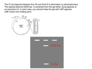 The 51 bp fragment between Eco RI and Hind III is eliminated, by electrophoresis
The opened plasmid (2692 bp) is extracted from the gel either using agarase or
an extraction kit. In each case, you should make the gel with LMP agarose.
LMP means low melting point.
 