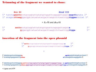 Trimming of the fragment we wanted to clone:


         Eco RI                             Hind III
5‘ tatctggaattccctgccagtattatatgctgaattcagagattaagccaagcttgtgta 3‘
3‘ atagaccttaagggacggtcataatatacgacttaagtctctaattcggttggaactctat 5‘

                                                + Eco RI and Hind III

5‘                 aattccctgccagtattatatgctgaattcagagattaagcca                                             3‘
3‘                     gggacggtcataatatacgacttaagtctctaattcggttgga                                         5‘


insertion of the fragment into the open plasmid
                          5‘aattccctgccagtattatatgctgaattcagagattaagcca     3‘
                          3‘    gggacggtcataatatacgacttaagtctctaattcggttgga 5‘


                                                  +
5’ tgtaatacgactcactatagggcg                                                  agcttgagtattctatagttcacctaaat 3’
3’ acattatgctgagtgatatcccgcttaa                                           actcataagatatcaagtggattta 5’


5’ tgtaatacgactcactatagggcg aattccctgccagtattatatgctgaattcagagattaagcca agcttgagtattctatagttcacctaaat 3’
3’ acattatgctgagtgatatcccgcttaa gggacggtcataatatacgacttaagtctctaattcggttgga actcataagatatcaagtggattta 5’

+ Ligase and ATP
 