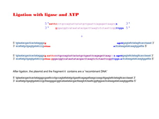 Ligation with ligase and ATP
                          5‘aattccctgccagtattatatgctgaattcagagattaagcca     3‘
                          3‘    gggacggtcataatatacgacttaagtctctaattcggttgga 5‘


                                                         +
5’ tgtaatacgactcactatagggcg                                                           agcttgagtattctatagttcacctaaat 3’
3’ acattatgctgagtgatatcccgcttaa                                                    actcataagatatcaagtggattta 5’


5’ tgtaatacgactcactatagggcg aattccctgccagtattatatgctgaattcagagattaagcca agcttgagtattctatagttcacctaaat 3’
3’ acattatgctgagtgatatcccgcttaa gggacggtcataatatacgacttaagtctctaattcggttgga actcataagatatcaagtggattta 5’



After ligation, the plasmid and the fragment it contains are a “recombinant DNA”

5’ tgtaatacgactcactatagggcgaattccctgccagtattatatgctgaattcagagattaagccaagcttgagtattctatagttcacctaaat 3’
3’ acattatgctgagtgatatcccgcttaagggacggtcataatatacgacttaagtctctaattcggttggaactcataagatatcaagtggattta 5’
 