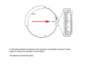 A cell without plasmid would die in the presence of ampicillin, because it need
a gene to detroy the ampicillin in the medium.

The plasmid provide this gene.
 