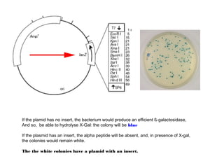 If the plamid has no insert, the bacterium would produce an efficient ß-galactosidase,
And so, be able to hydrolyse X-Gal: the colony will be blue

If the plasmid has an insert, the alpha peptide will be absent, and, in presence of X-gal,
the colonies would remain white.

The the white colonies have a plamid with an insert.
 