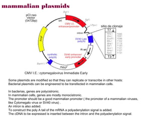 mammalian plasmids




 Some plasmids are modified so that they can replicate or transcribe in other hosts:
 Bacterial plasmids can be engineered to be transfected in mammalian cells.

 In bacterias, genes are polycistronic.
 In mammalian cells, genes are mostly monocistronic.
 The promoter should be a good mammalian promoter ( the promoter of a mammalian viruses,
 like Cytomegalo virus or SV40 virus) .
 An intron is also added.
 To construct the poly A tail of the mRNA a polyadenylation signal is added.
 The cDNA to be expressed is inserted between the intron and the polyadenylation signal.
 