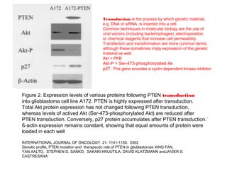 Transduction is the process by which genetic material,
                                           e.g. DNA or siRNA, is inserted into a cell.
                                           Common techniques in molecular biology are the use of
                                           viral vectors (including bacteriophages), electroporation,
                                           or chemical reagents that increase cell permeability.
                                           Transfection and transformation are more common terms,
                                           although these sometimes imply expression of the genetic
                                           material as well.
                                           Akt = PKB
                                           Akt-P = Ser-473-phosphorylated Ak
                                           p27: This gene encodes a cyclin-dependent kinase inhibitor




Figure 2. Expression levels of various proteins following PTEN transduction
into glioblastoma cell line A172. PTEN is highly expressed after transduction.
Total Akt protein expression has not changed following PTEN transduction,
whereas levels of actived Akt (Ser-473-phosphorylated Akt) are reduced after
PTEN transduction. Conversely, p27 protein accumulates after PTEN transduction.`
ß-actin expression remains constant, showing that equal amounts of protein were
loaded in each well

INTERNATIONAL JOURNAL OF ONCOLOGY 21: 1141-1150, 2002
Genetic profile, PTEN mutation and therapeutic role of PTEN in glioblastomas XING FAN,
YAN AALTO, STEPHEN G. SANKO, SAKARI KNUUTILA, DAVID KLATZMANN andJAVIER S.
CASTRESANA
 