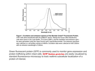 Green fluorescent protein (GFP) is commonly used to monitor gene expression and
protein trafficking within intact cells. GFP fusion proteins are easily visualized by
standard fluorescence microscopy to track realtime subcellular localization of a
protein of interest.
 