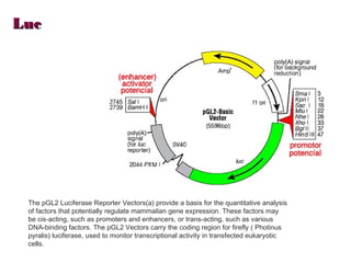 Luc




 The pGL2 Luciferase Reporter Vectors(a) provide a basis for the quantitative analysis
 of factors that potentially regulate mammalian gene expression. These factors may
 be cis-acting, such as promoters and enhancers, or trans-acting, such as various
 DNA-binding factors. The pGL2 Vectors carry the coding region for firefly ( Photinus
 pyralis) luciferase, used to monitor transcriptional activity in transfected eukaryotic
 cells.
 