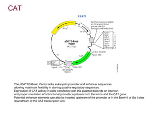 CAT




 The pCAT®3-Basic Vector lacks eukaryotic promoter and enhancer sequences,
 allowing maximum flexibility in cloning putative regulatory sequences.
 Expression of CAT activity in cells transfected with this plasmid depends on insertion
 and proper orientation of a functional promoter upstream from the intron and the CAT gene.
 Potential enhancer elements can also be inserted upstream of the promoter or in the BamH I or Sal I sites
 downstream of the CAT transcription unit.
 