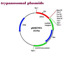 trypanosomal plasmids
 